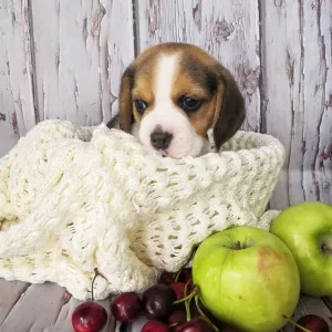 Photo №3. Beagle puppies with documents. Russian Federation