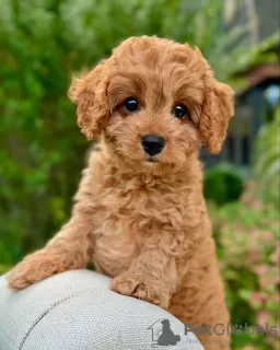 Photo №1. labradoodle - for sale in the city of Derby | 295$ | Announcement № 123239