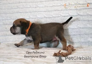 Additional photos: Puppies CA DE BO