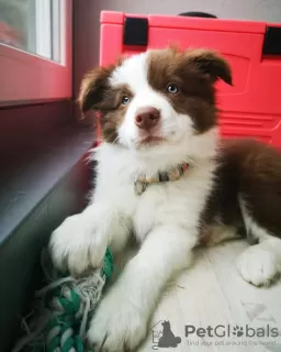 Additional photos: Border Collie Puppies