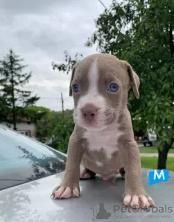 Photo №3. Pit Bull puppies for sale. Serbia