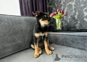 Photo №3. Puppy Asya is urgently looking for a home or foster care. Belarus