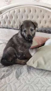 Additional photos: Czechoslovakian wolfdog puppies for sale