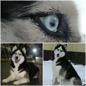 Photo №3. We offer for sale puppies of the Siberian Husky breed. From wonderful parents,. Russian Federation