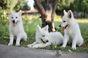 Additional photos: White Swiss Shepherd puppies for sale