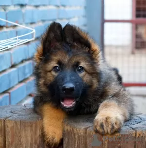 Photo №1. german shepherd - for sale in the city of Сан-Мигел | 634$ | Announcement № 111542