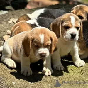 Photo №4. I will sell beagle in the city of Sinsheim. private announcement - price - 380$