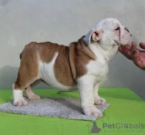 Additional photos: ENGLISH BULLDOG puppies