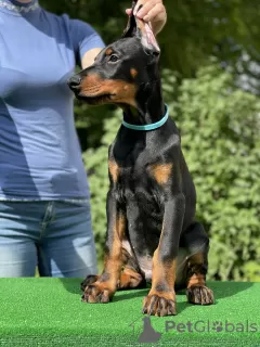 Photo №2 to announcement № 106663 for the sale of dobermann - buy in Belarus from nursery, breeder