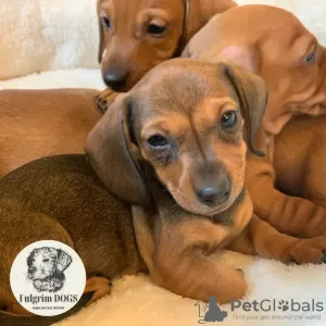 Photo №4. I will sell dachshund in the city of Paris. from nursery, breeder - price - 297$