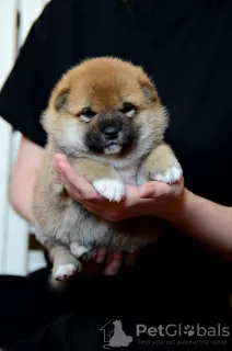 Photo №2 to announcement № 71793 for the sale of shiba inu - buy in Belarus from nursery