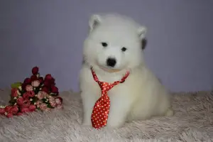 Additional photos: Samoyed kids.