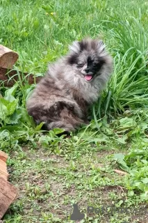 Photo №2 to announcement № 64100 for the sale of pomeranian - buy in Belarus breeder