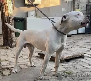 Photo №3. dogo argentino. Russian Federation