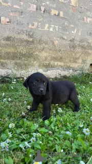 Additional photos: Labrador retrievers