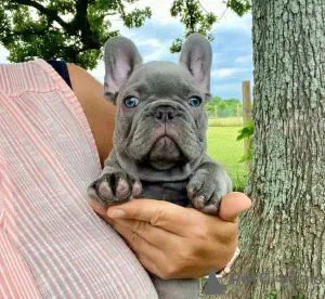 Photo №1. french bulldog - for sale in the city of Tampa | 380$ | Announcement № 110718