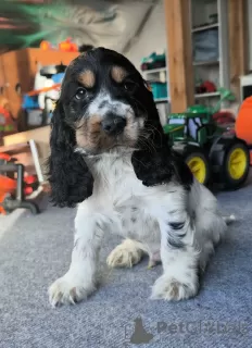 Photo №4. I will sell english cocker spaniel in the city of Żelazna. breeder - price - 565$