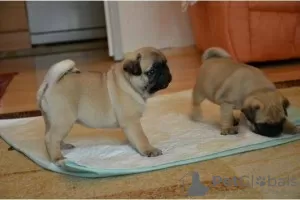 Photo №1. pug - for sale in the city of Hannover | 824$ | Announcement № 113563