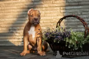 Additional photos: American Bully