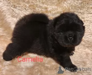 Additional photos: Black Chow Chow females FCI