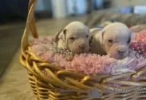 Photo №2 to announcement № 129075 for the sale of american bulldog - buy in Finland breeder