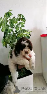 Photo №3. Lagotto Romagnolo puppies. Serbia