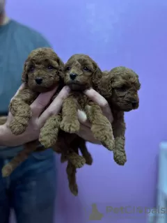 Additional photos: Red toy poodle puppies