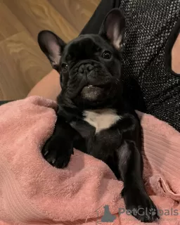 Photo №2 to announcement № 128237 for the sale of french bulldog - buy in Germany private announcement