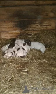 Photo №4. I will sell german wirehaired pointer in the city of Khmelnitsky. private announcement - price - 74$