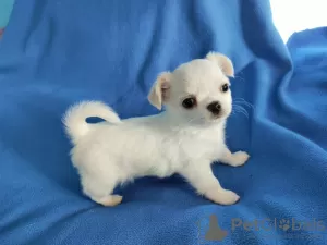 Photo №4. I will sell chihuahua in the city of Munich. breeder - price - 269$