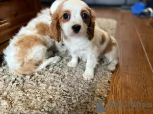 Photo №1. cavalier king charles spaniel - for sale in the city of Yding | 423$ | Announcement № 125653