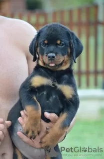 Additional photos: rottweiler