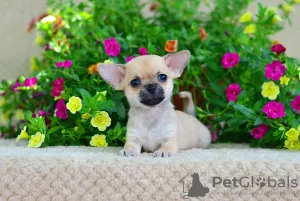 Additional photos: Chihuahua girl