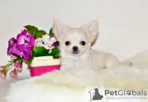 Photo №1. chihuahua - for sale in the city of Москва | 545$ | Announcement № 8466