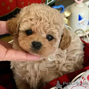 Photo №3. Cute and adorable poodle puppies available for sale. United States