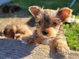 Photo №4. I will sell beaver yorkshire terrier in the city of Miechów. breeder - price - negotiated