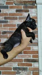 Photo №4. I will sell french bulldog in the city of Дрезден. private announcement - price - 380$