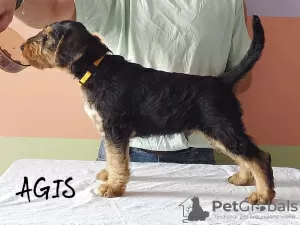 Additional photos: Airedale Terrier puppies READY FOR COLLECTION - ZKwP / FCI