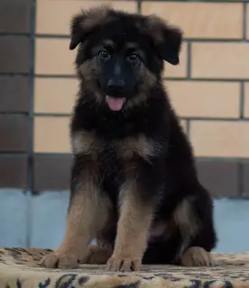 Photo №1. german shepherd - for sale in the city of Kursk | 335$ | Announcement № 3270