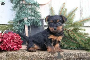 Photo №1. yorkshire terrier - for sale in the city of Gelsenkirchen | 560$ | Announcement № 63822