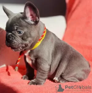 Additional photos: French Bulldog