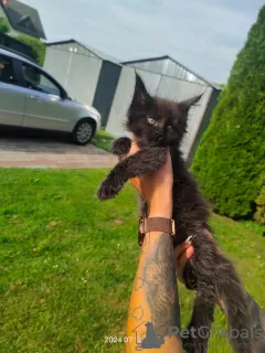 Additional photos: Maine coon kitten