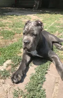 Photo №3. Cane Corso puppies. Ukraine