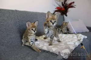 Photo №1. savannah cat - for sale in the city of Saarbrücken | 355$ | Announcement № 13480