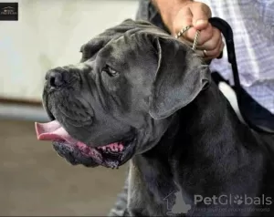 Additional photos: Cane Corso puppies