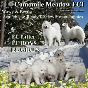 Additional photos: Samoyed Samoyed, FCI- Camomile Meadow