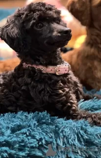 Additional photos: toy poodle puppies