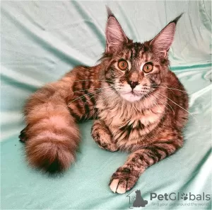 Photo №3. Kotian Maine Coon. Russian Federation