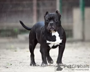 Photo №1. american bully - for sale in the city of Москва | Is free | Announcement № 11933