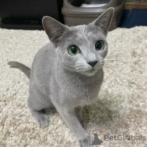 Photo №3. beautiful pure Russian Blue 3girls and 2 boy. Italy